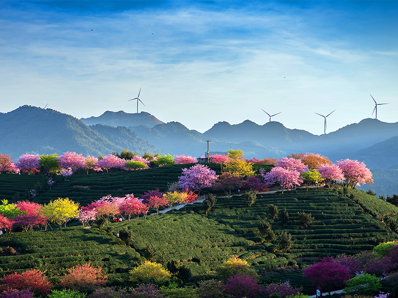 湖北出台大力发展林业绿色金融措施